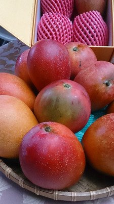 International Mango Festival kicks off Saturday in Tainan