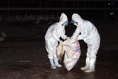 CDC takes steps to contain bird flu outbreak