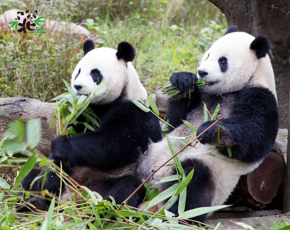 Elections and panda