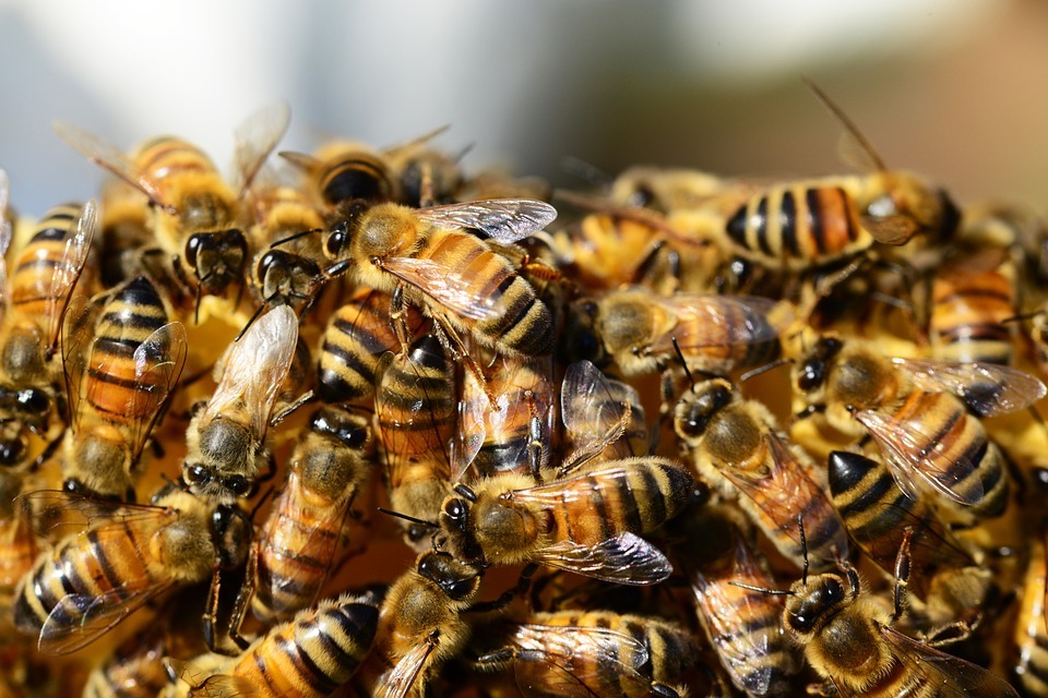 WATCH: Bees swarm on parked car in Taipei