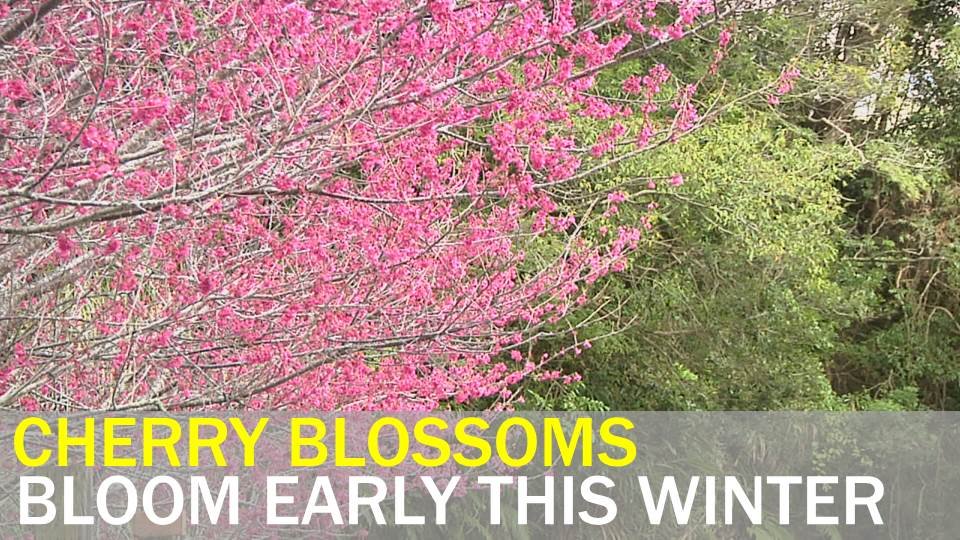 VIDEO: Flowering trees bloom early
