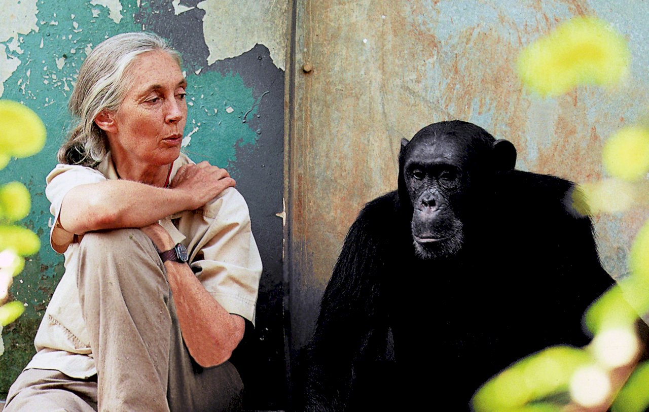 Jane Goodall wins Tang prize in sustainable development