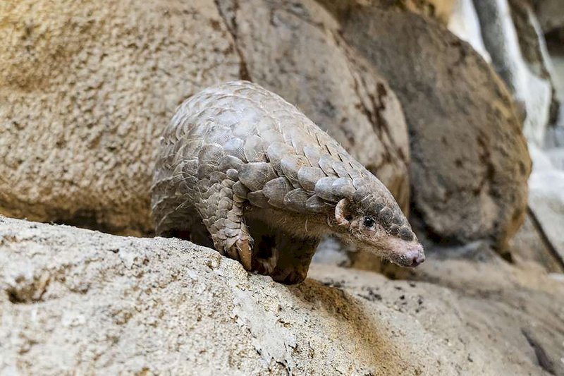 Pangolin diplomacy, pet birds and pedestrians