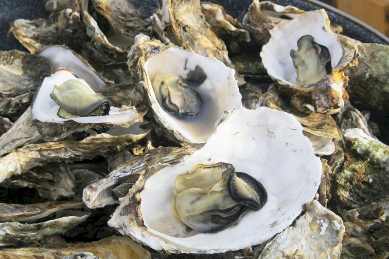 Oyster shells given new value