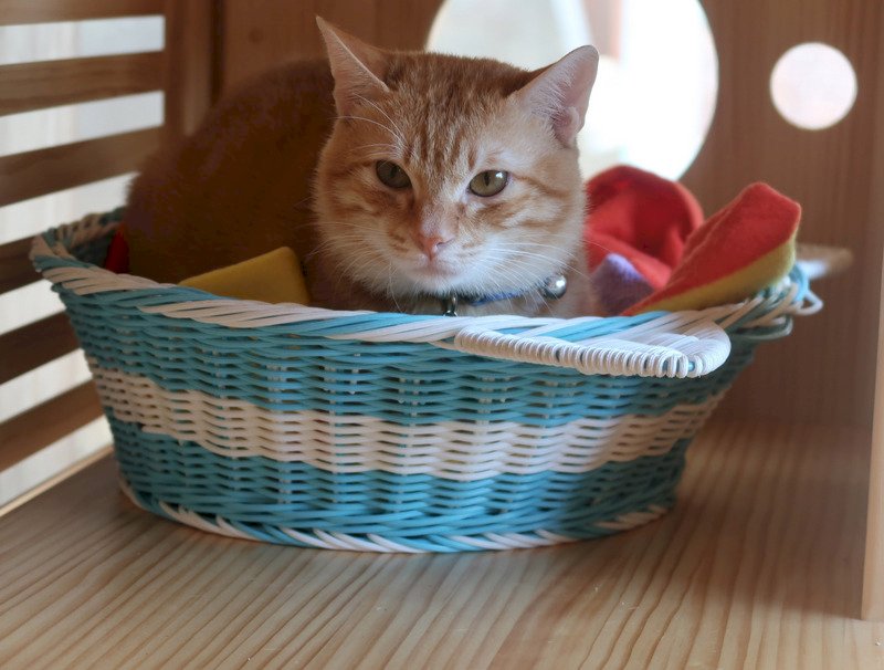 A cat it is