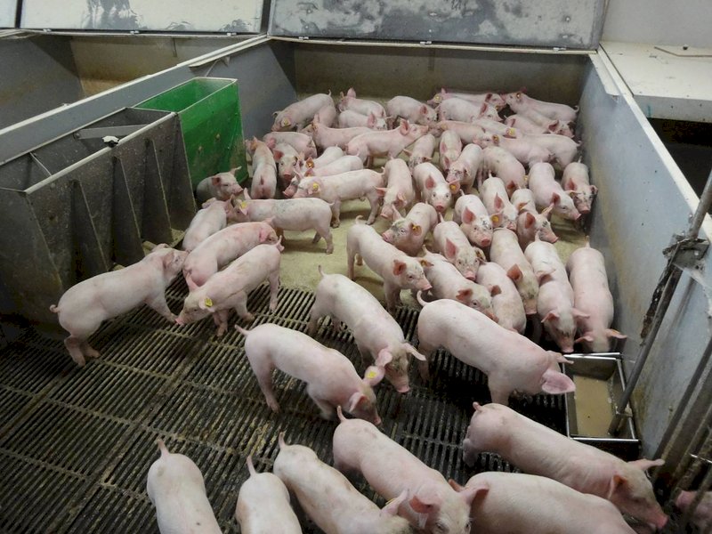 Minister: Allowing ractopamine pork imports pivotal for joining CPTPP