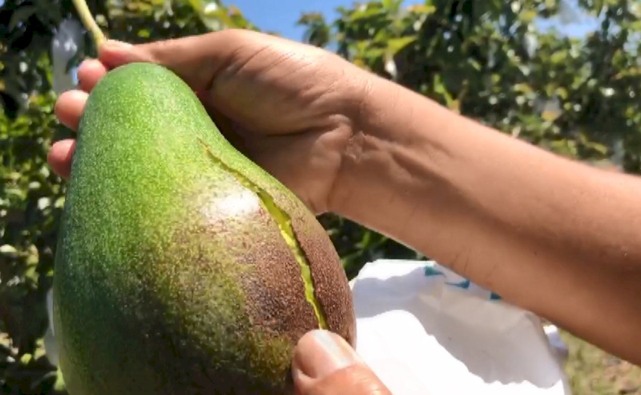 VIDEO: Avocado harvest in Tainan hurt by weather
