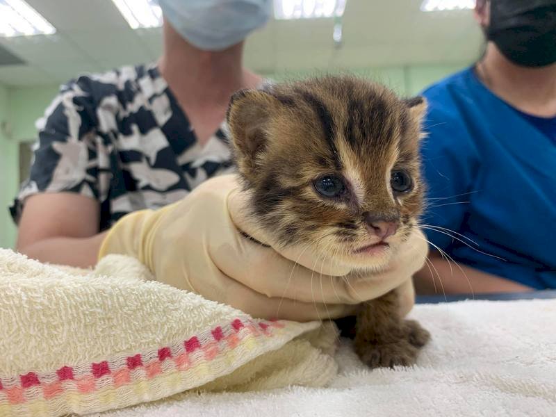 Taiwan cheap leopard cat