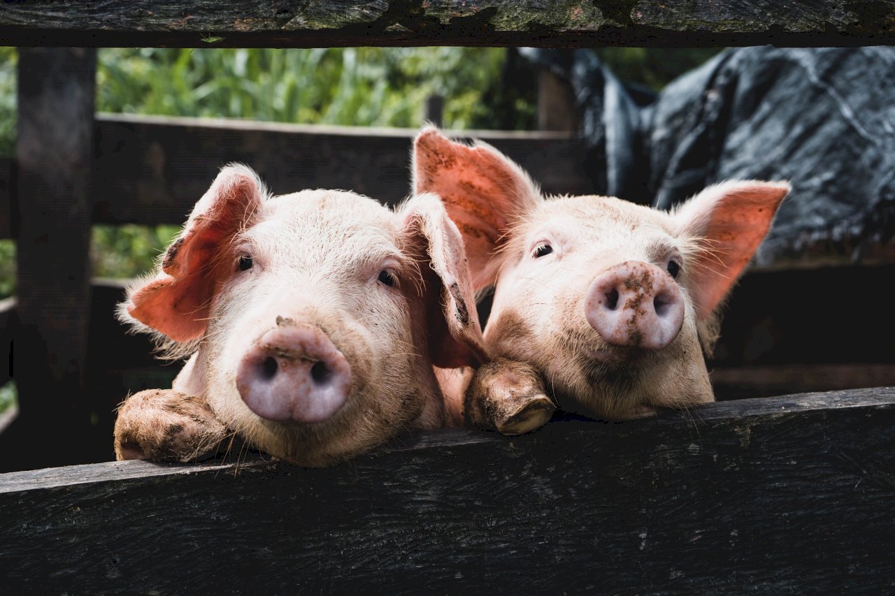 African swine fever: Immigration agency warns against importing pork