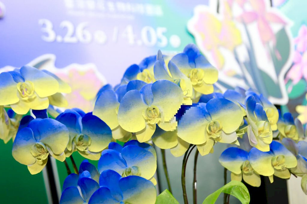 Orchids, pig feed and defense drill