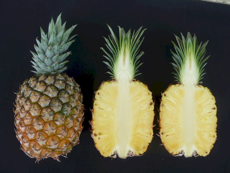 Pineapple exports fall short of target
