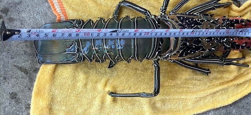 Lobsters worth millions smuggled into China from Taiwan