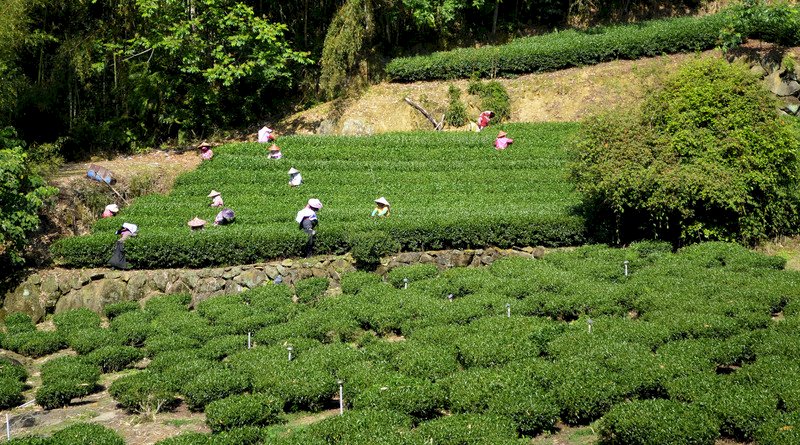 Alishan Four Seasons Tea Festival