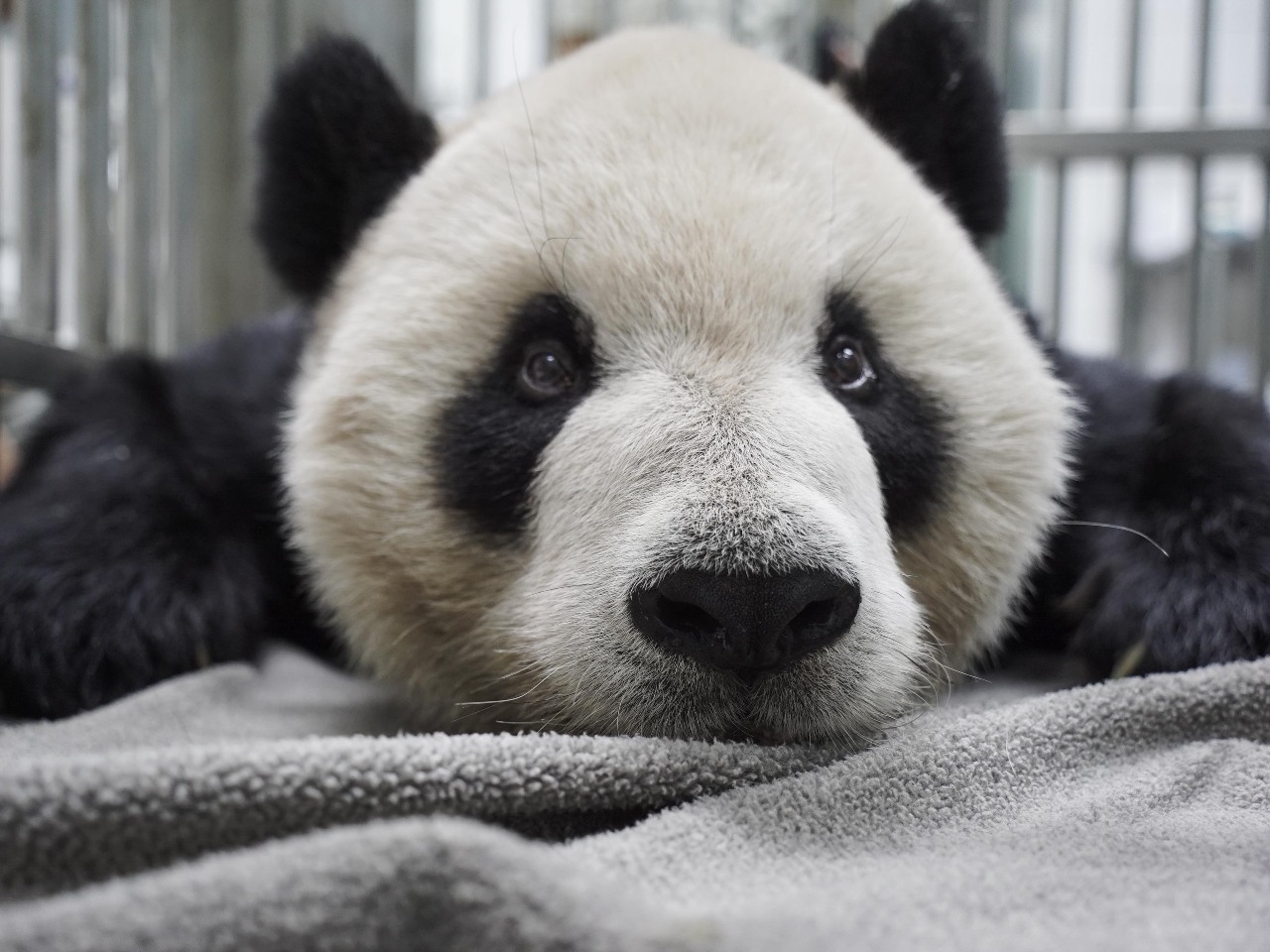 Death of Taiwan's beloved panda