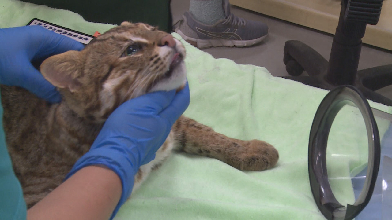 VIDEO: Famous leopard cat reunited with research institute - News - RTI  Radio Taiwan International