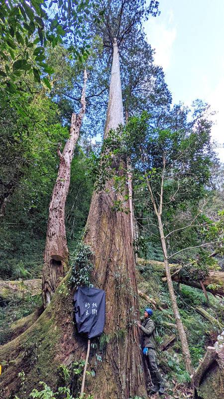 Tallest Tree in Taiwan, International Book Fair, and Taiwanese Artist in the US