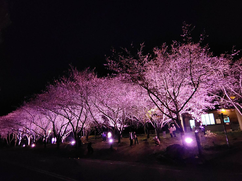 Blooming nighttime cherry blossoms