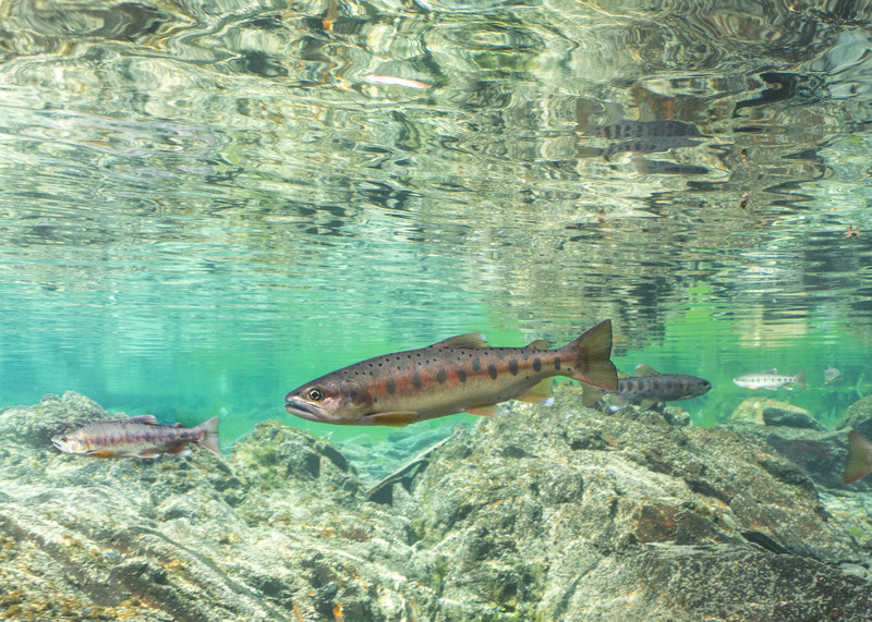 VIDEO: Taiwanese Salmon populations improving swimmingly