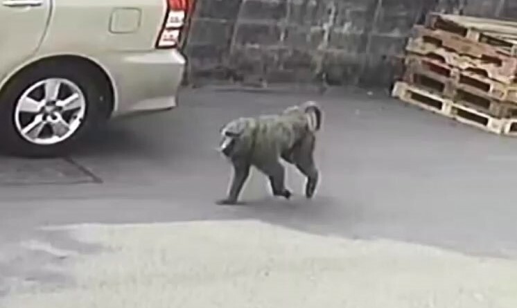 Baboon on the loose, Firefighters make parody video, and TikTok hearings