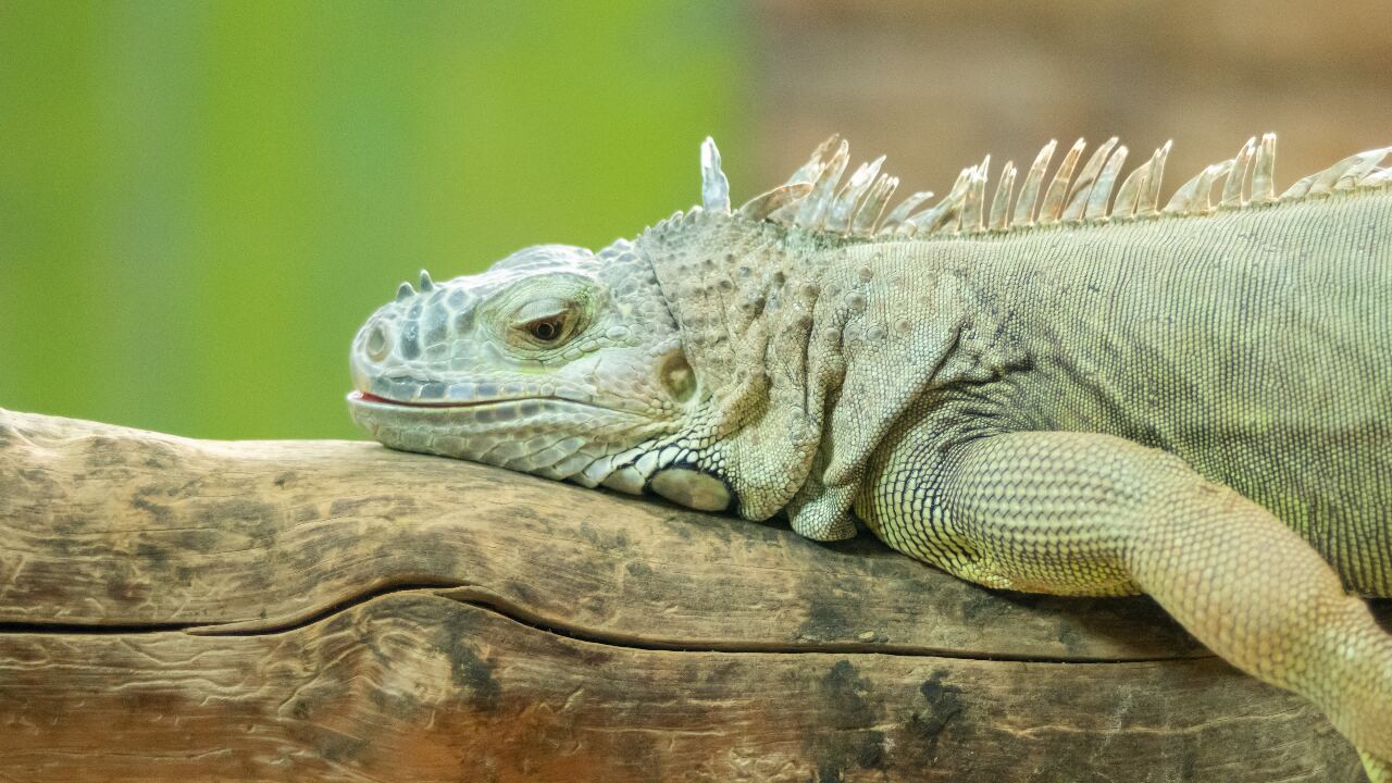 Illegal iguanas, National Pet Day, and best public transport