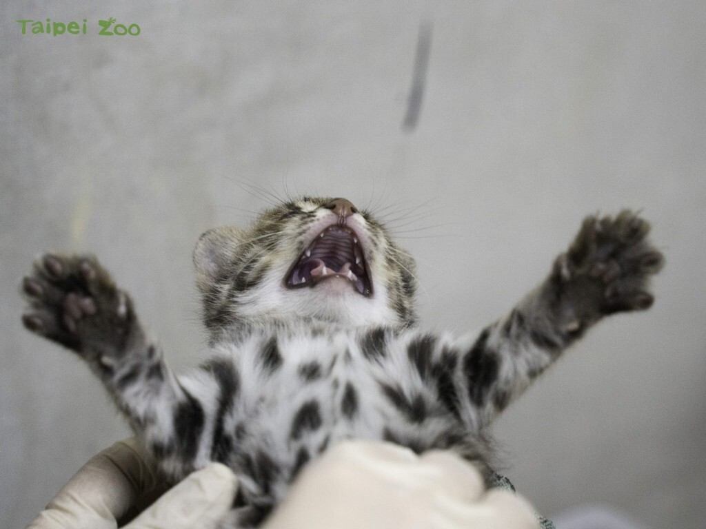 National Symphony, Leopard Cats, and Veggie Fest!