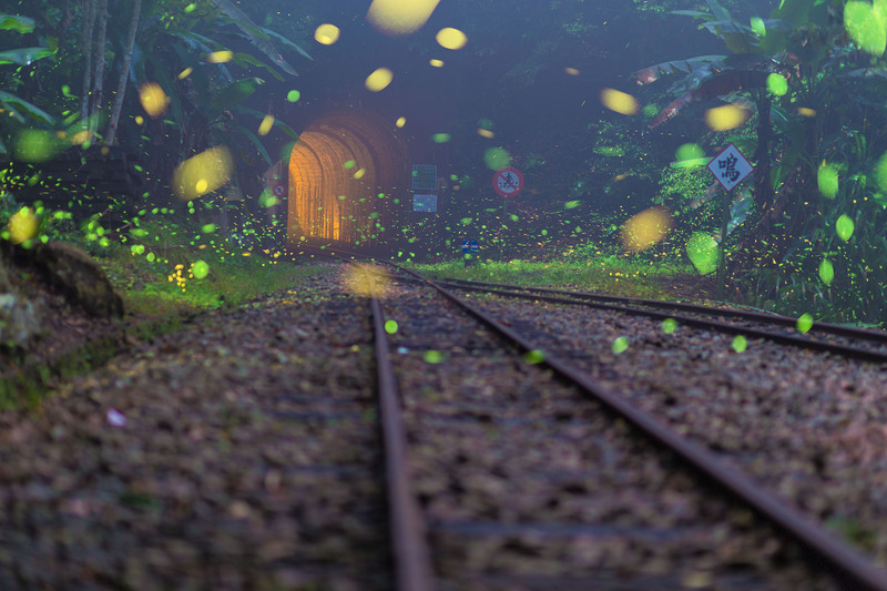 VIDEO: Firefly populations spring back in Alishan