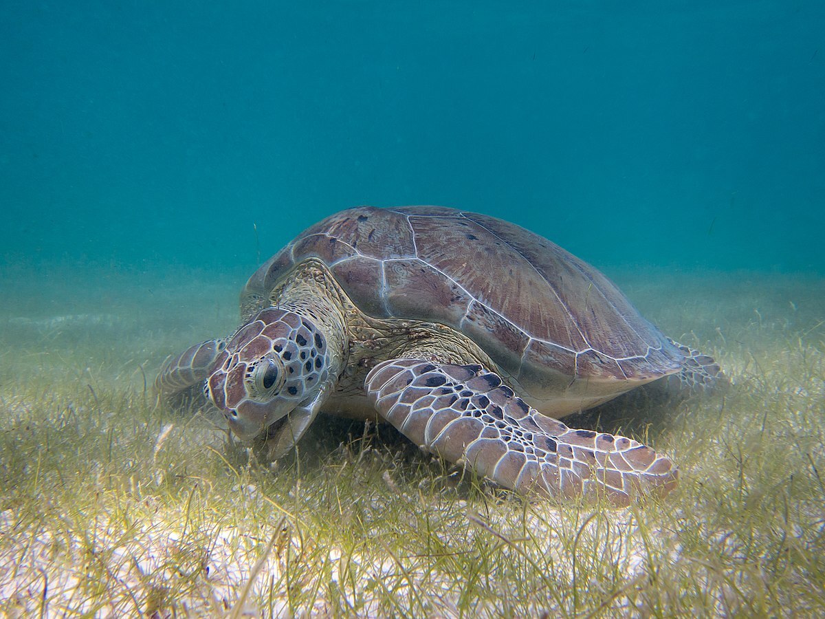 Saving Sea Turtles