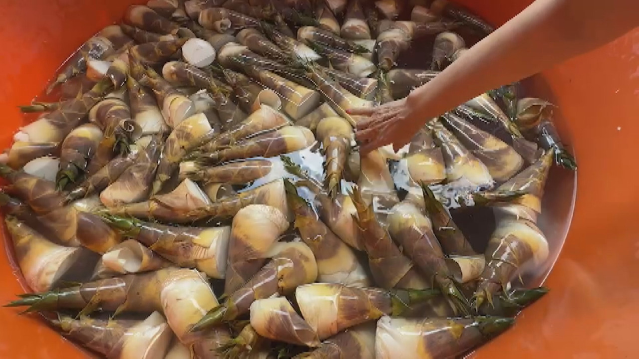 VIDEO: Green bamboo shoot prices rise due to drought conditions