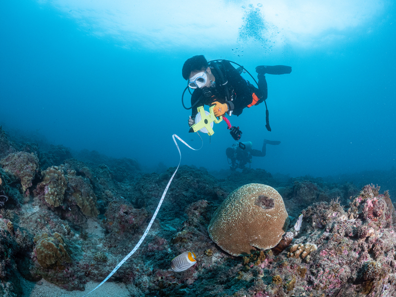 Declining corals in Xiao Liuqiu, and Taiwan's pride parade