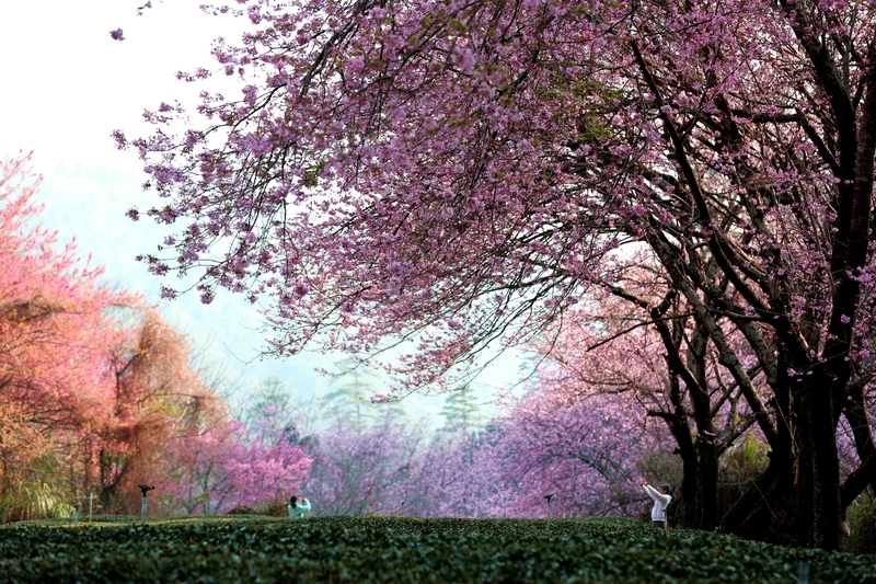 VIDEO: A 60-second sellout for Wuling Farm’s cherry blossom season
