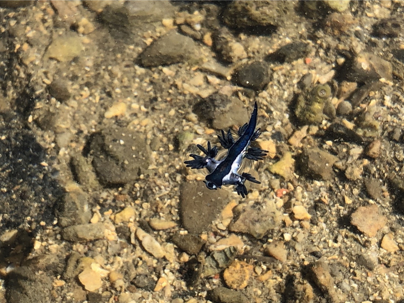 Blue dragon sea slugs spotted in Keelung, Jet Li in Taiwan, and an incident with a husky Blue dragon sea slugs spotted in Keelung, Jet Li in Taiwan, and an incident with a husky