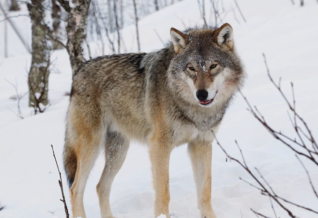 US House of Representatives passes bill to strip gray wolves of protections