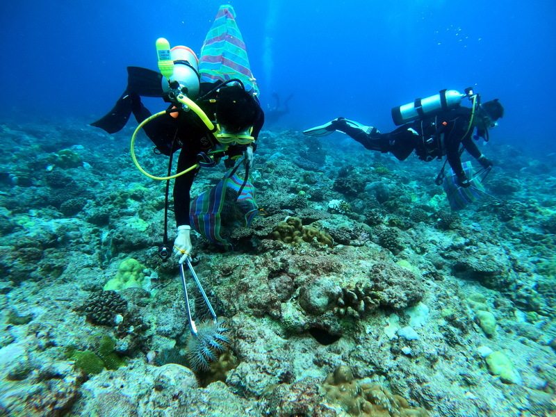 Team clears 1,840 crown-of-thorns starfish from Dongsha Atoll National ...