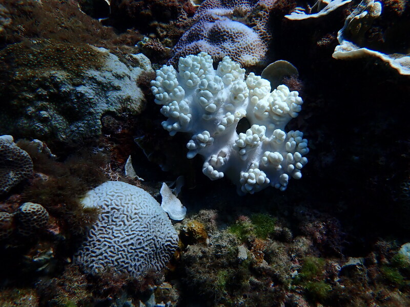 Coral Bleaching Observed In Kenting And Liuqiu Island - News - Rti 