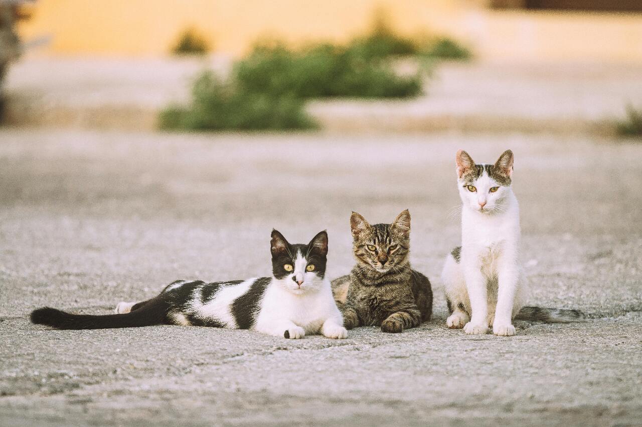 Formosa Fauna