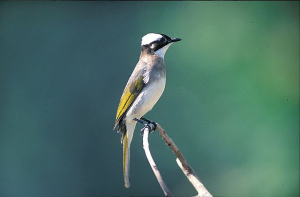 Formosa Fauna