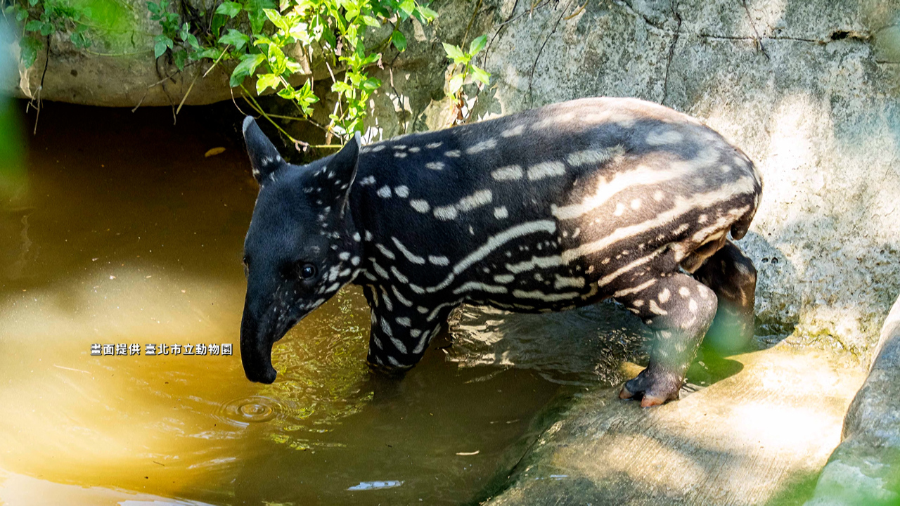 WATCH: Tapir calf “Limulu” debuts at Taipei Zoo