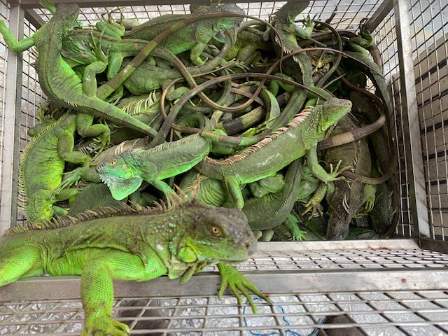 Formosa Fauna