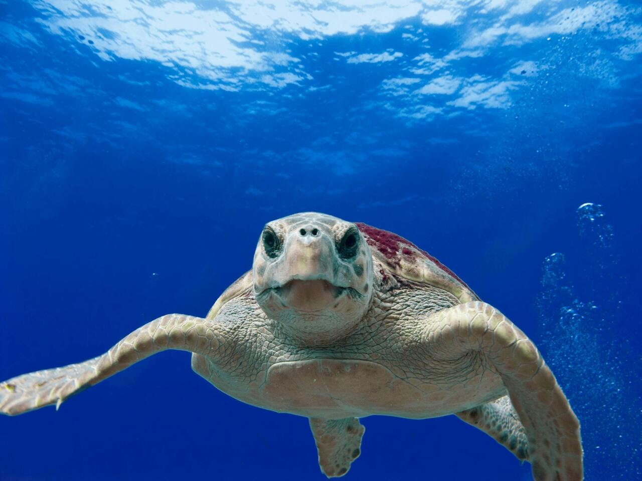 Formosa Fauna