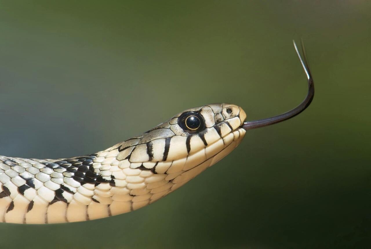 Formosa Fauna