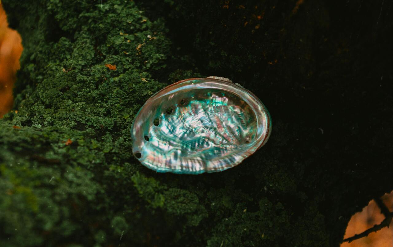 Formosa Fauna
