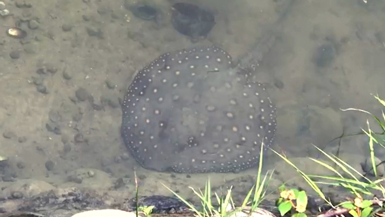 WATCH: Stingrays spotted in Kaohsiung lake