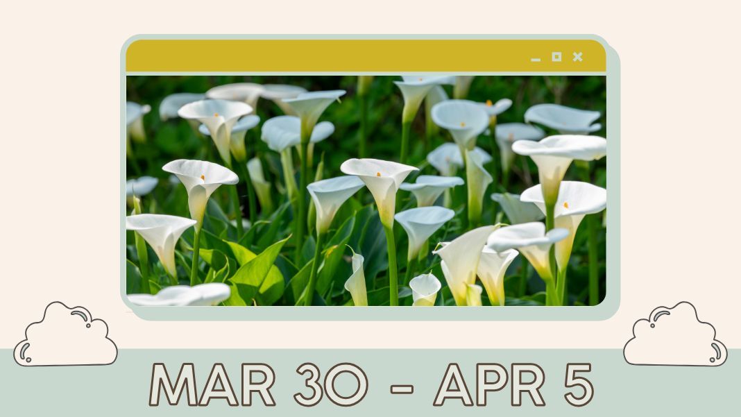 What's Up: Mar 30 - Apr 5