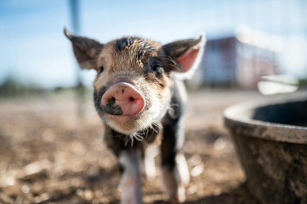 Concerns grow over how trade negotiations will impact local agriculture